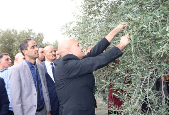 إفتتاح موسم جني وتحويل الزيتون