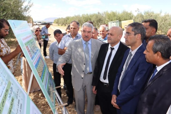 شارة إنطلاق موسم جني الزيتون بولاية القيروان